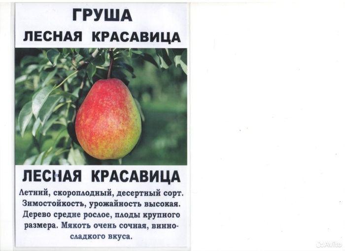 Лесная красавица груша