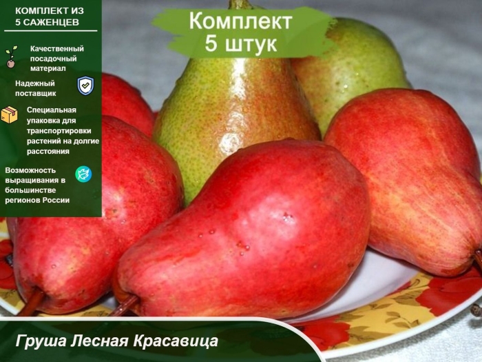 Груши сорт лесная красавица