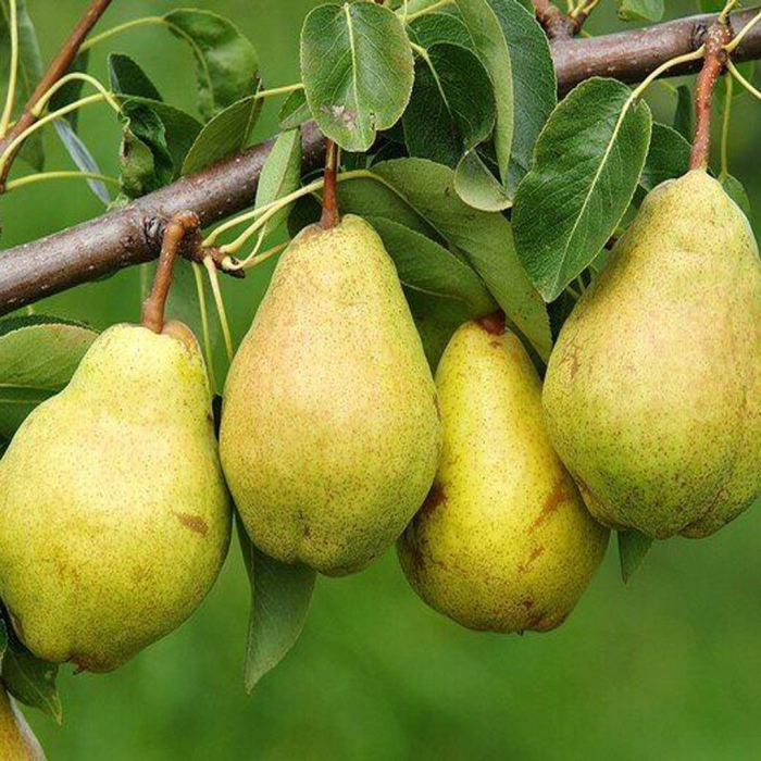 Груша обыкновенная (pyrus communis)