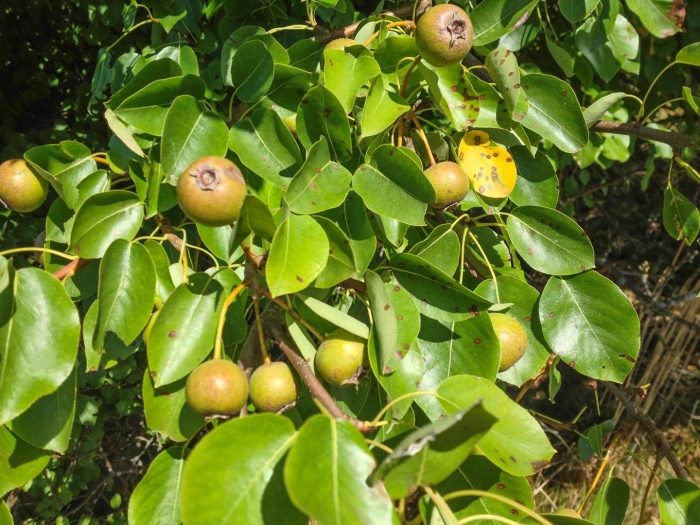 Груша лесная pyrus