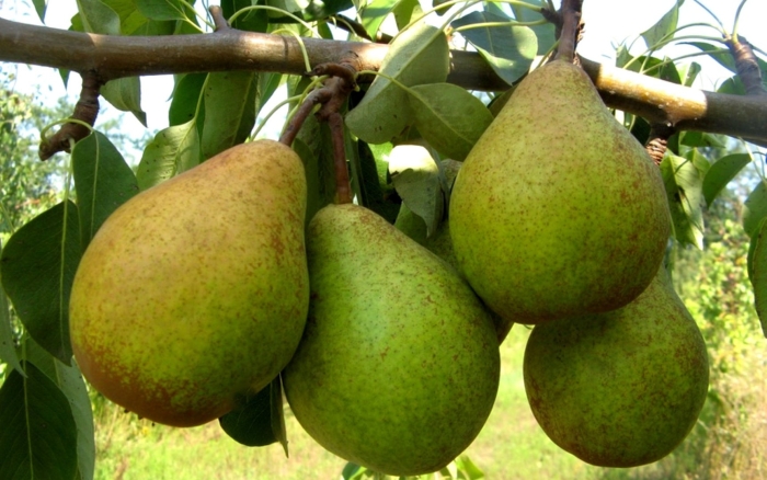 Груша бере боск