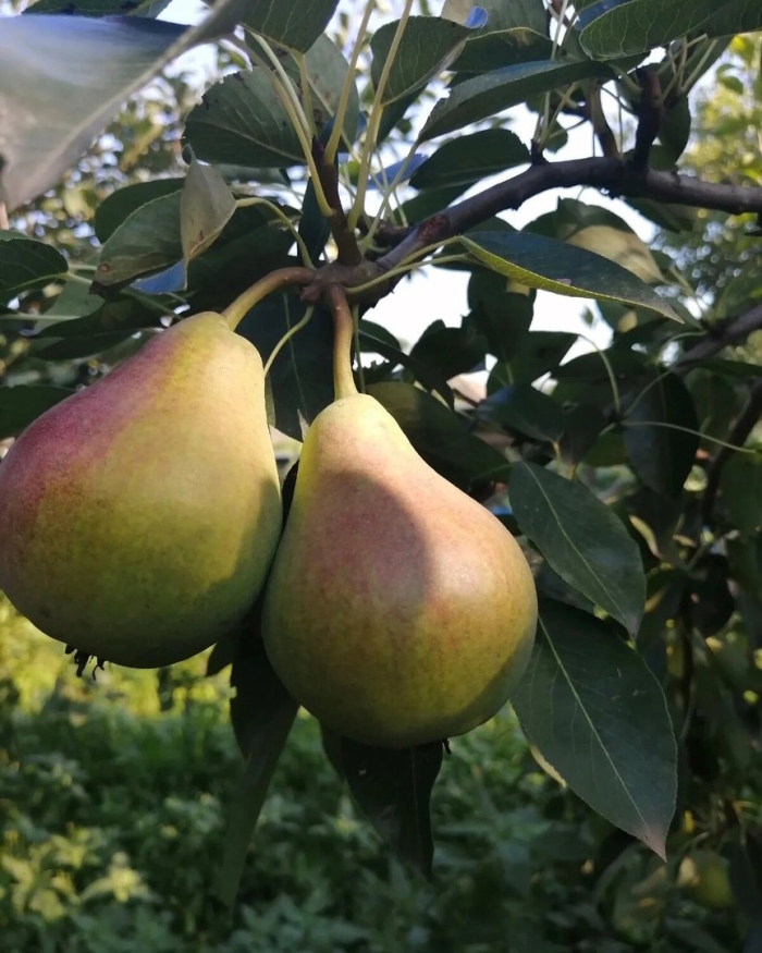 Лесная груша дичка