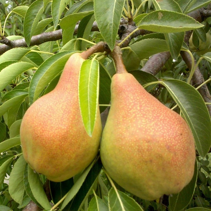 Сорт груши москвичка