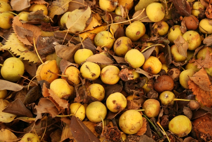 Груша дичка