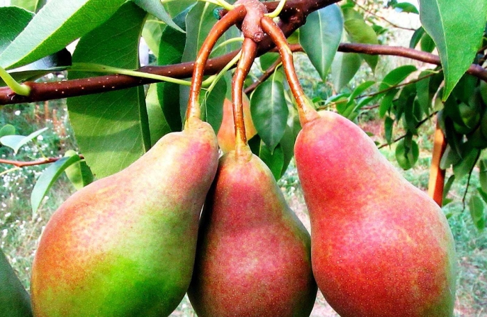 Груша русская красавица черненко