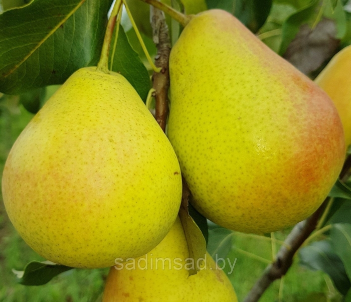 Груши сорт лесная красавица
