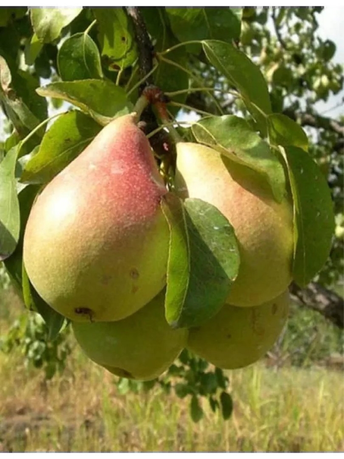 Саженцы груша лесная красавица