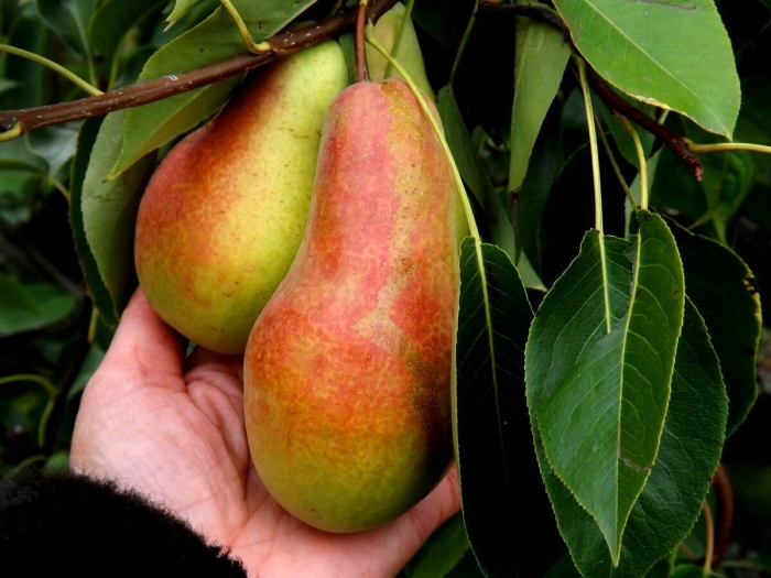 Талгарская красавица груша