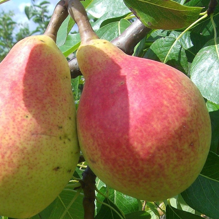 Груша янтарная