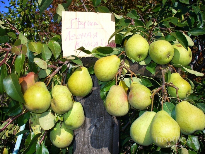 Груша лада чижовская