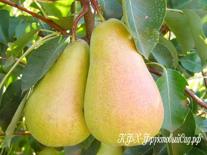 Груша лесная красавица талгарская