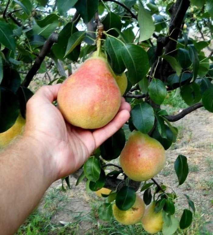 Груша красавица клаппа