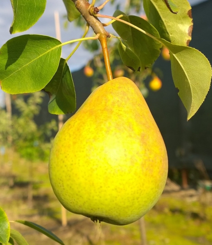 Сорт груши лимонка