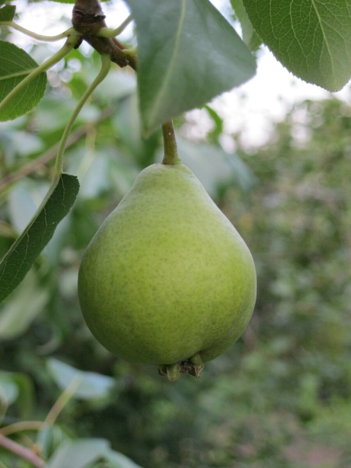 Груша бессемянка