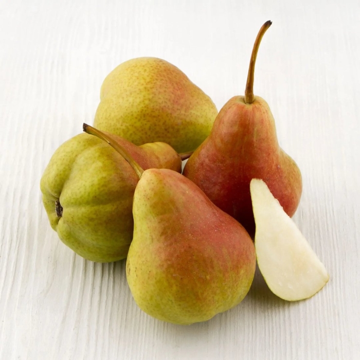 Груша изюминка крыма