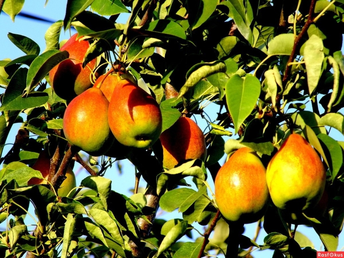 Сорт груши талгарская красавица