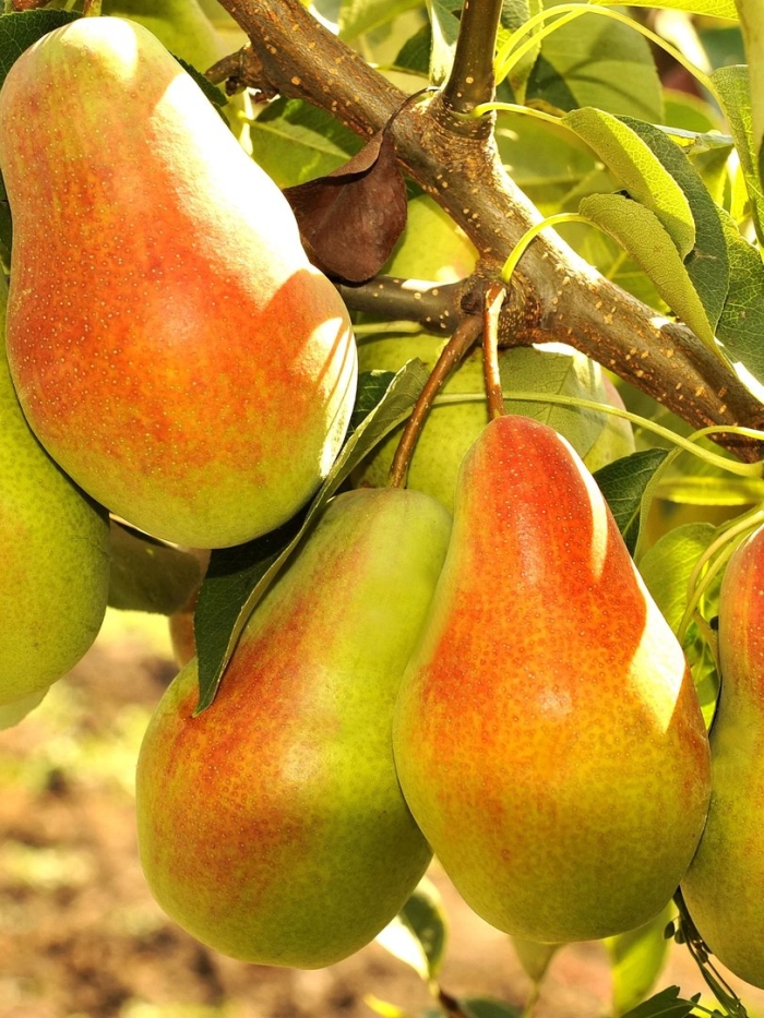 Груша талгарская красавица саженец