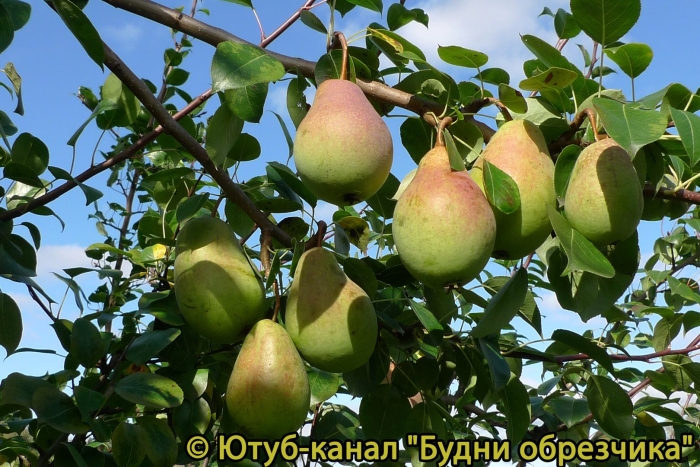 Груша лесная pyrus