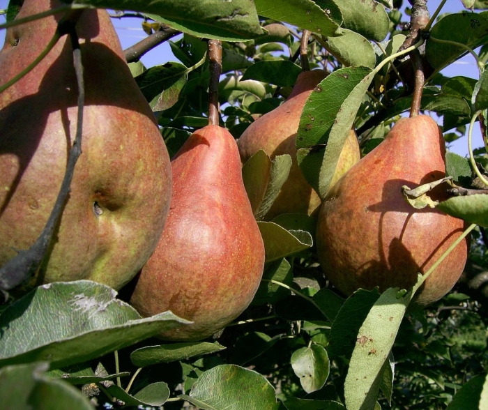 Груша талгарская красавица