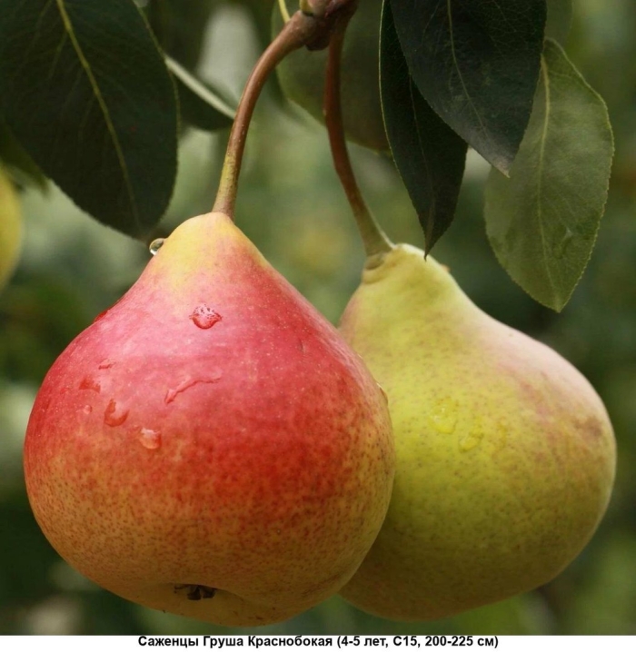Груша краснобокая