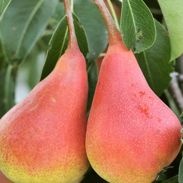 Сорт груши талгарская красавица