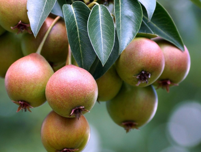 Груша уссурийская плоды