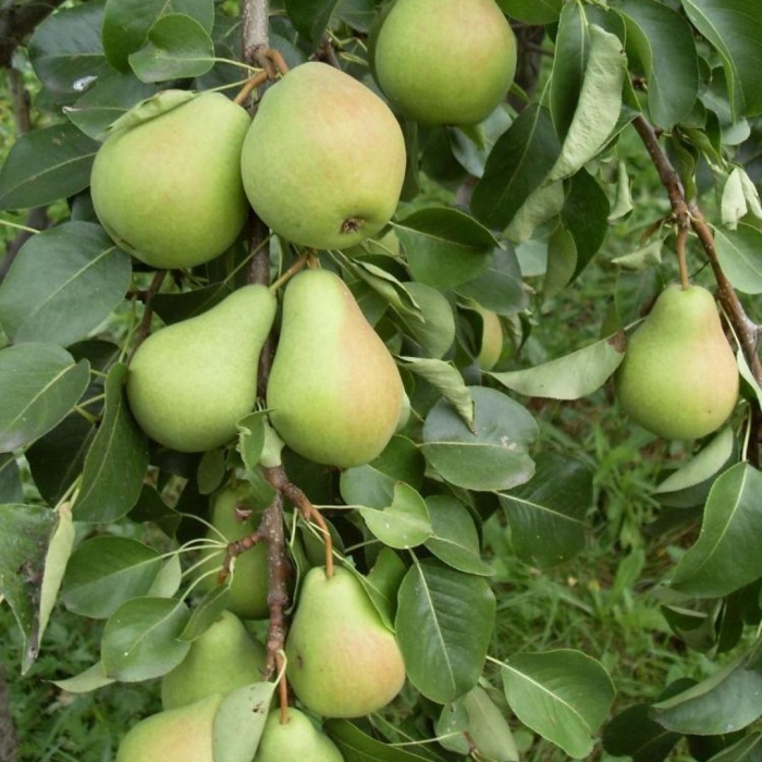 Груша обыкновенная