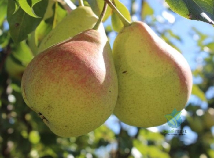 Саженцы груши гранд чемпион