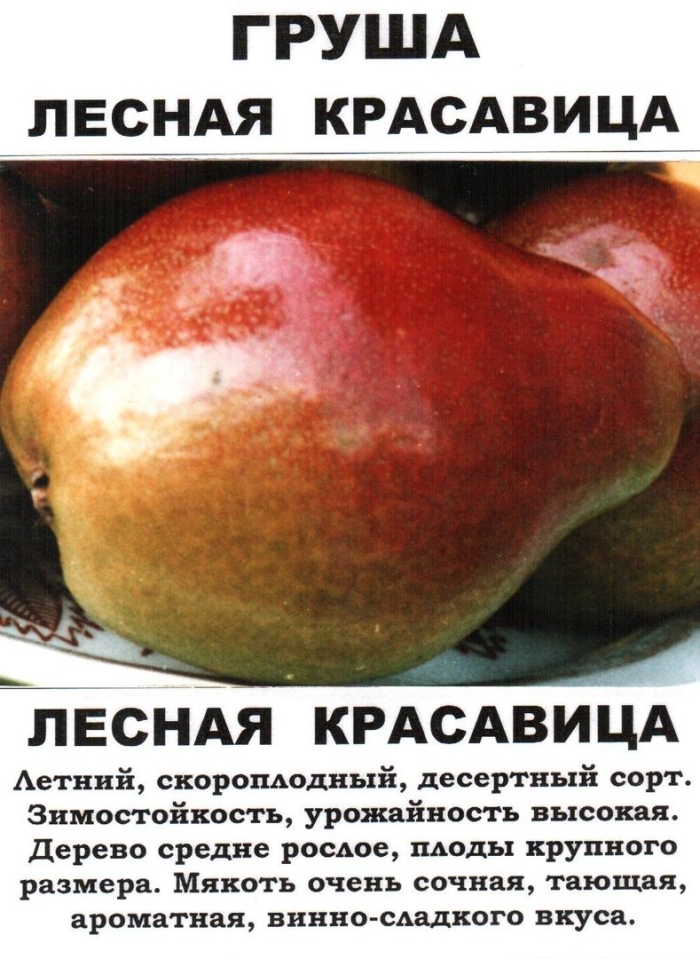 Груши сорт лесная красавица