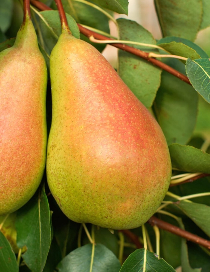 Груша тонковетка уральская