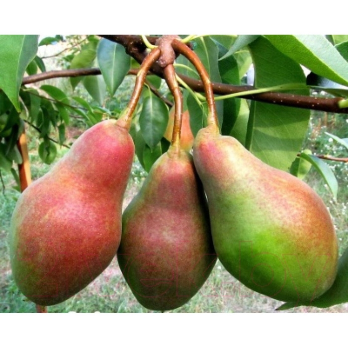 Груша талгарская красавица