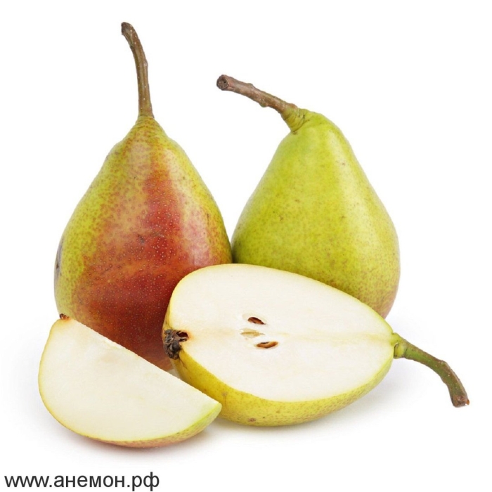 Груша на белом фоне