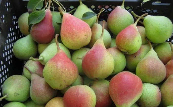 Сорт груши лесная красавица