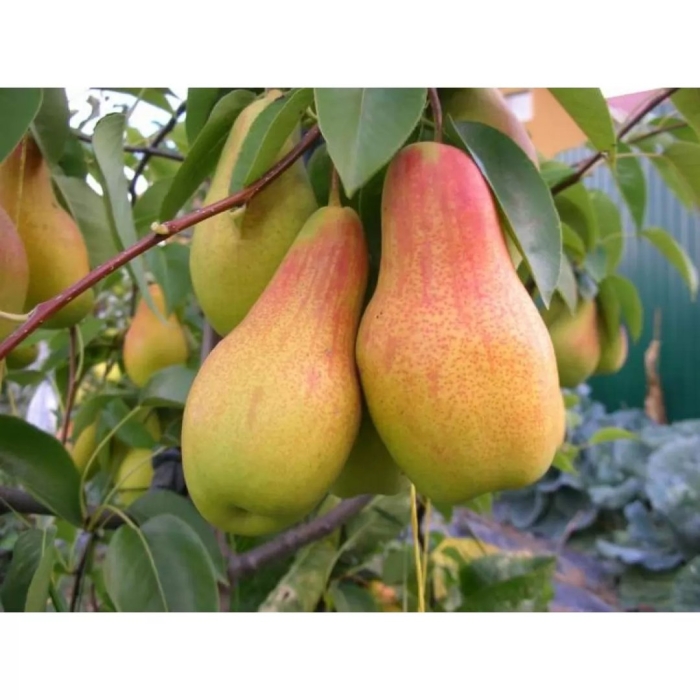 Россия груша талгарская красавица