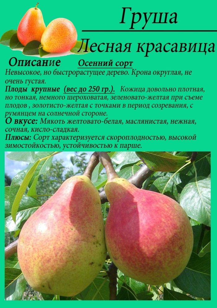 Груша лесная красавица опылители