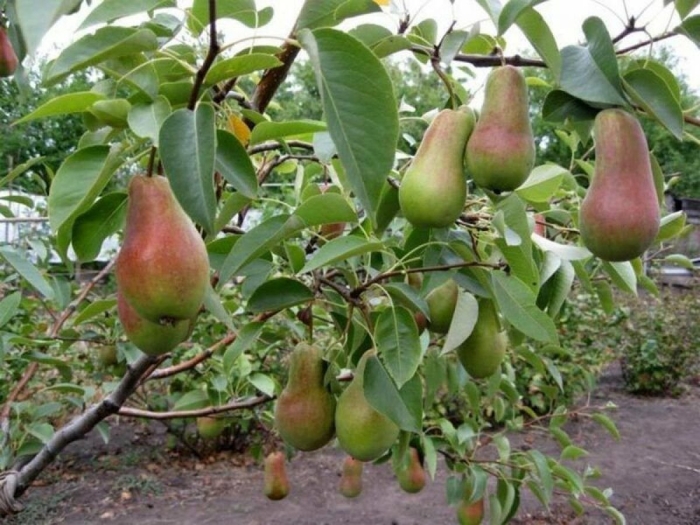 Талгарская красавица груша