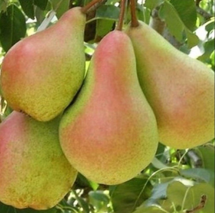 Груша обыкновенная красавица черненко