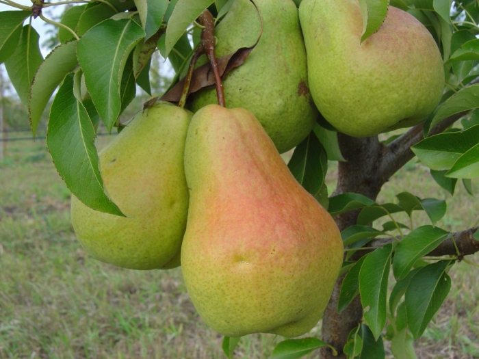 Груша красавица черненко