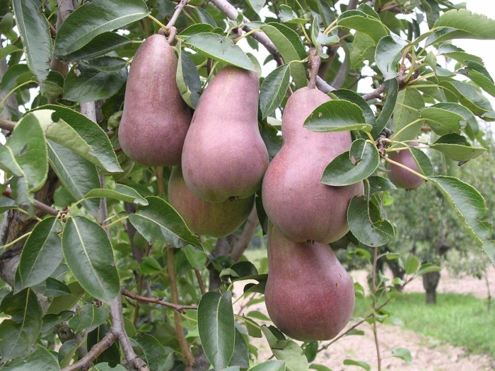 Груша брянская красавица