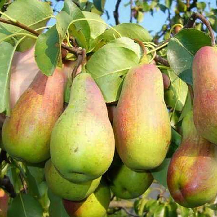 Груша сорт перун