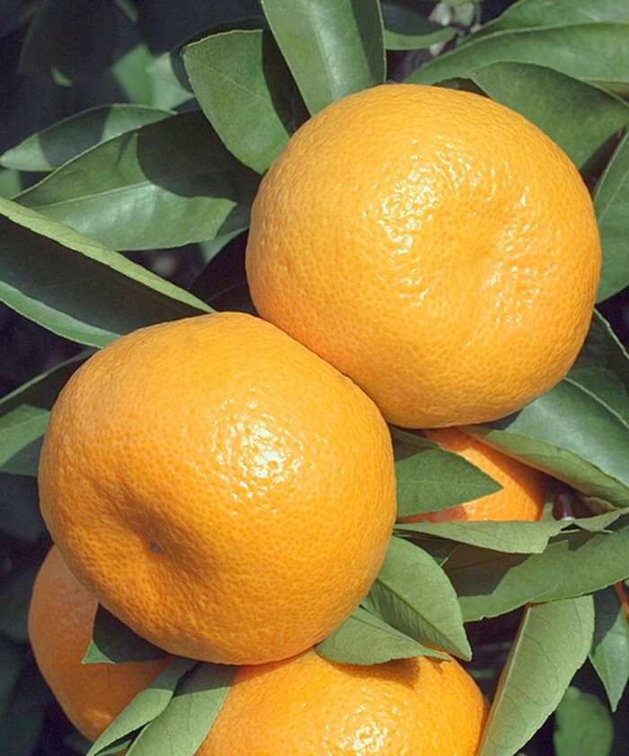 Танжерин цитрус