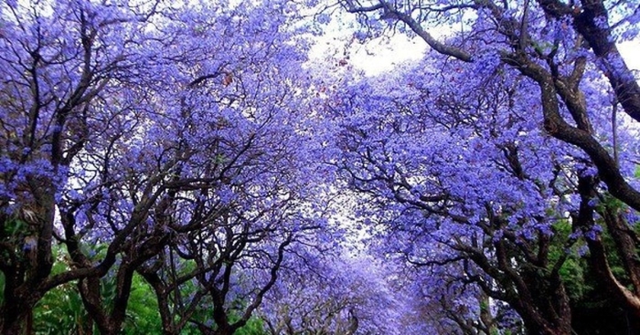 Джакаранда дерево
