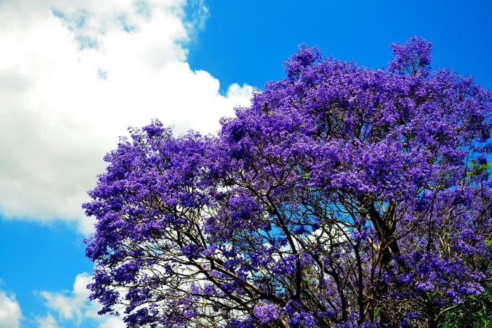 Дерево с фиолетовыми цветами