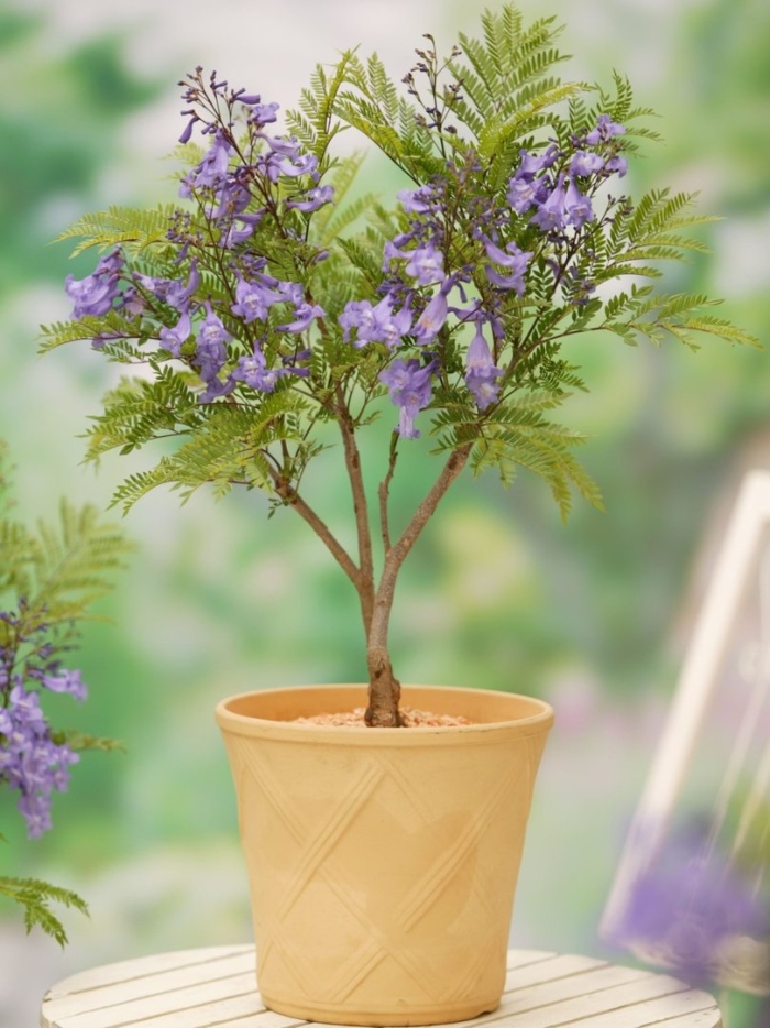 Жакаранда мимозолистная бонсай