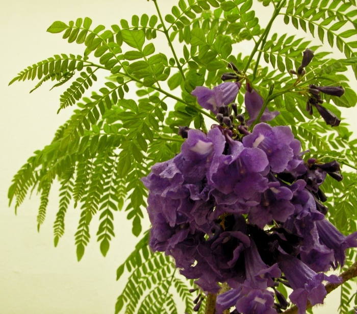 Жакаранда мимозолистная в домашних условиях