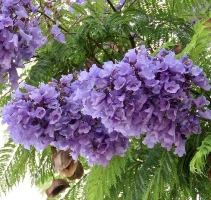 Жакаранда мимозолистная фиалковое дерево