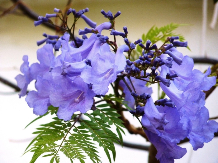 Жакаранда мимозолистная дельта