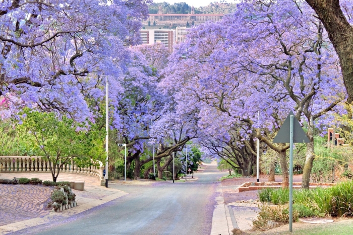 Джакаранда претория