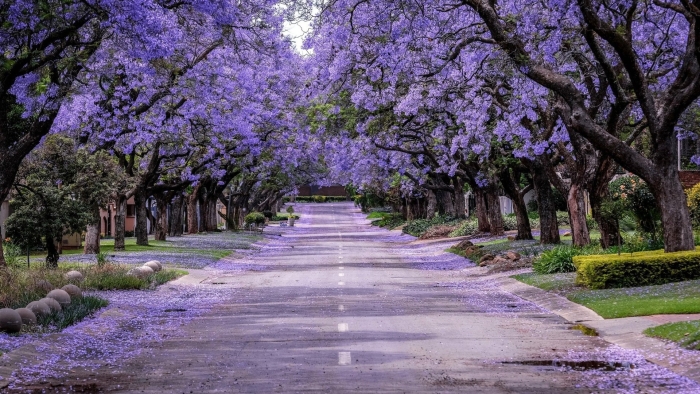 Jacaranda tree