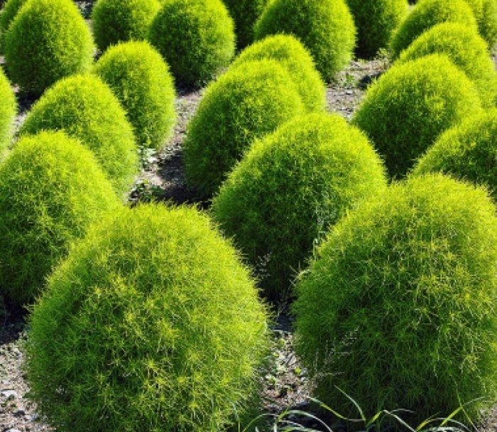 Кохия веничная летний кипарис